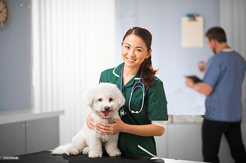молодая ветеринарная медсестра держит бишон фризе на смотровом столе и улыбается в камеру.На ней зеленый топ медсестры.На заднем плане можно увидеть ветеринара-мужчину, который готовит зажимы для кастрации.